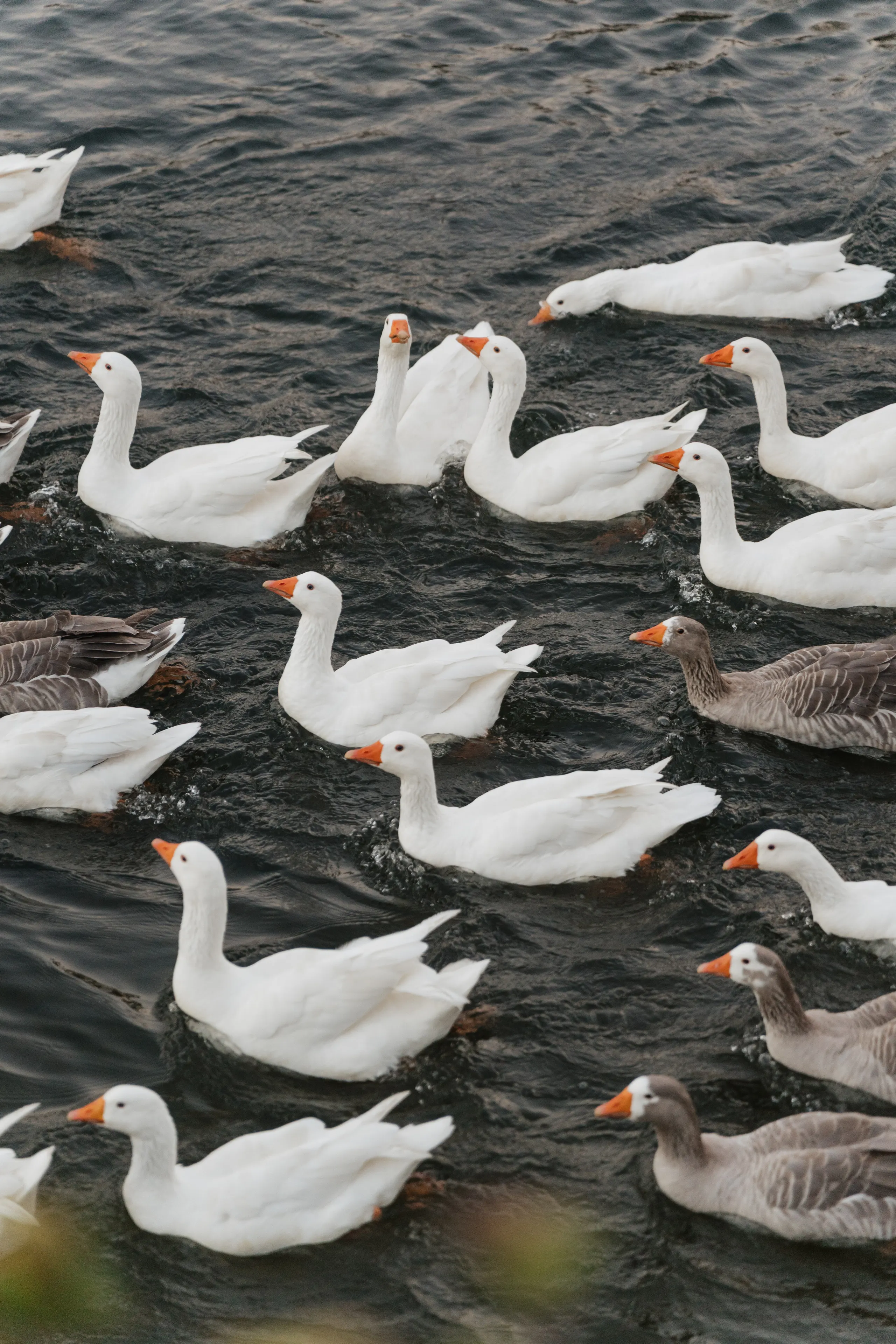 White geese gliding across dark water at the wedding venue