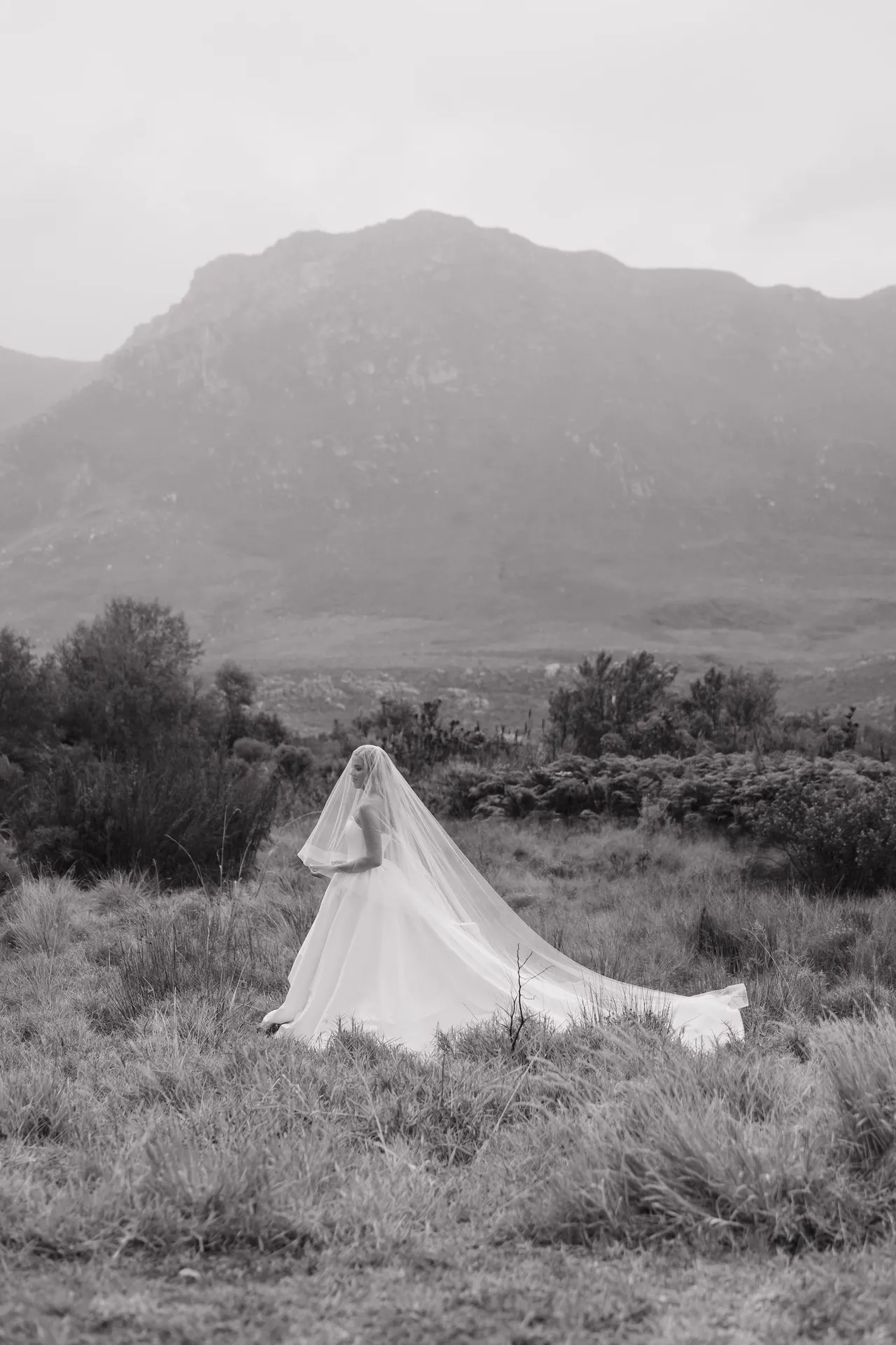 Nicolene's veil flowing in the fynbos beneath the mountains